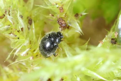 Stethorus pusillus